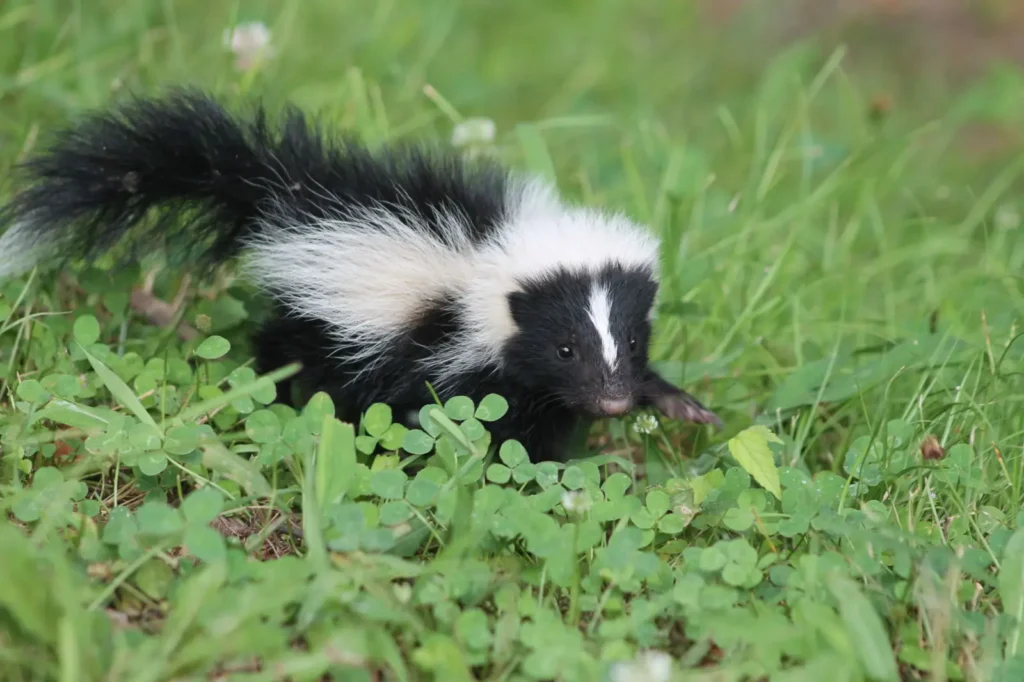 Why Your House Smells Like Skunk Causes amp Fixes House Smells Like Skunk House Smells Like Skunk,Skunk Odor,Skunk Smell Out,Skunk skunk Your House Smells Like Skunk